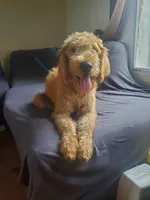 Oliver-Potty Trained , a male Labradoodle for sale in Sanderson, FL – 5 of 6