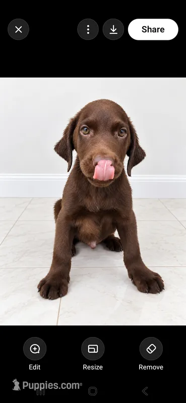 Rocky- Calm – Labrador Retriever puppy for sale in Sanderson, FL