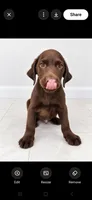 Rocky- Calm, a male Labrador Retriever for sale in Sanderson, FL – 1 of 5
