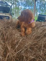 Sadie, a female Goldendoodle for sale in Sanderson, FL – 3 of 5