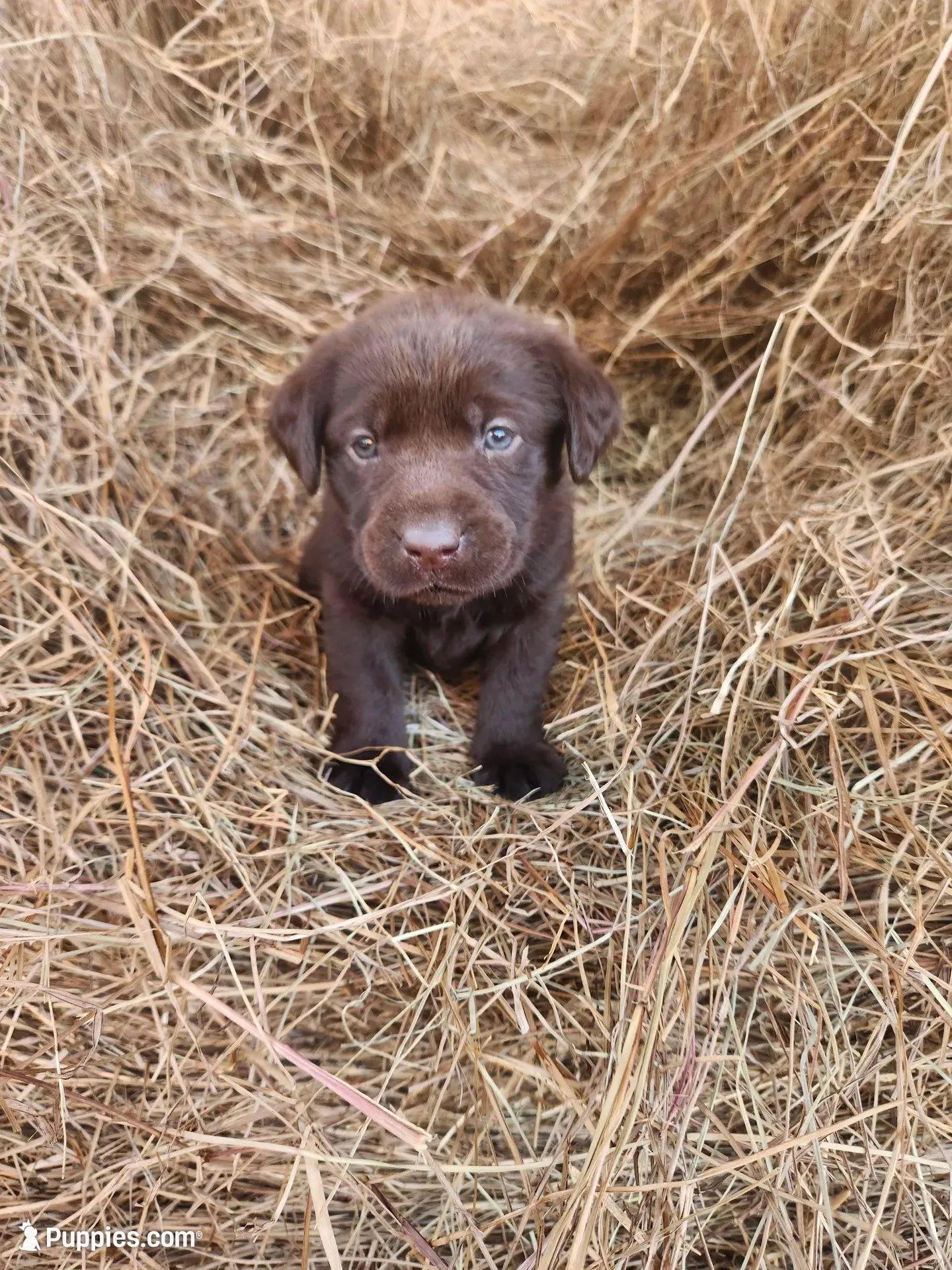  Mocha  – Labrador Retriever puppy for sale in Sanderson, FL