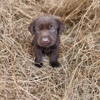 AKC Mocha , a female Labrador Retriever for sale in Sanderson, FL – Photo 2 of 6