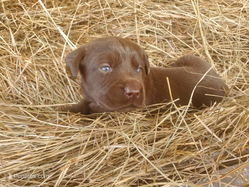  Mocha  – Labrador Retriever puppy for sale in Sanderson, FL