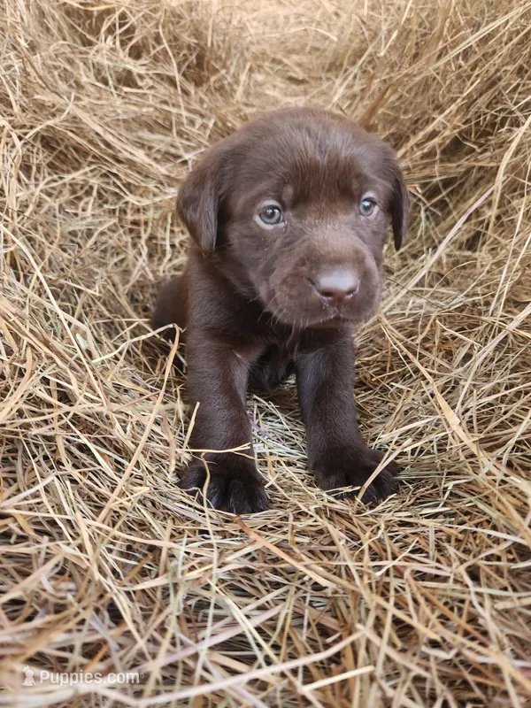 AKC Mocha  – Labrador Retriever puppy for sale in Sanderson, FL