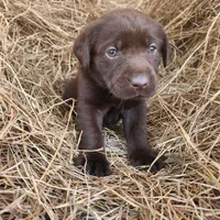 AKC Mocha , a female Labrador Retriever for sale in Sanderson, FL – Photo 1 of 6