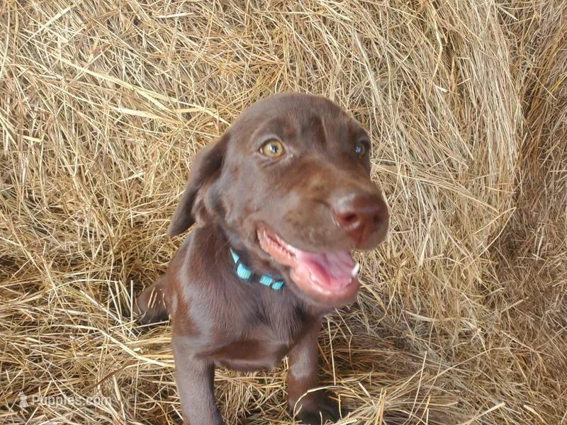 AKC Mocha – Labrador Retriever puppy for sale in Sanderson, FL
