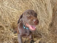  Mocha- Light Blue Collar, a female Labrador Retriever for sale in Sanderson, FL – Photo 3 of 4