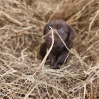 AKC Mocha , a female Labrador Retriever for sale in Sanderson, FL – Photo 3 of 6
