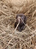 Mocha Baby, a male Labrador Retriever for sale in Sanderson, FL – Photo 3 of 3