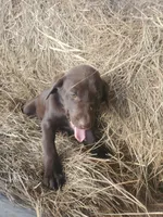  Mocha- Light Blue Collar, a female Labrador Retriever for sale in Sanderson, FL – Photo 2 of 4