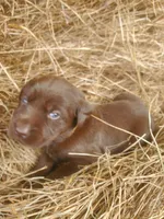 AKC Mocha , a female Labrador Retriever for sale in Sanderson, FL – Photo 4 of 6