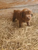 Fudge, a male Great Pyrenees and Labrador Retriever for sale in Sanderson, FL – 4 of 4