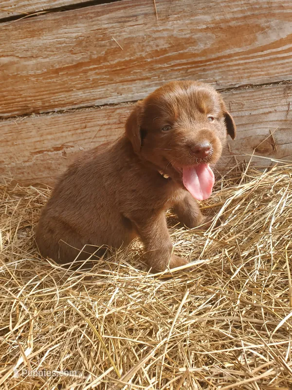 Koda – Great Pyrenees, Labrador Retriever puppy for sale in Sanderson, FL