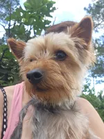 Bentley, a male Yorkshire Terrier for sale in Sanderson, FL – 3 of 5