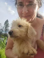 Millie- Mini Labradoodle , a female Miniature Labradoodle for sale in Sanderson, FL – 4 of 4
