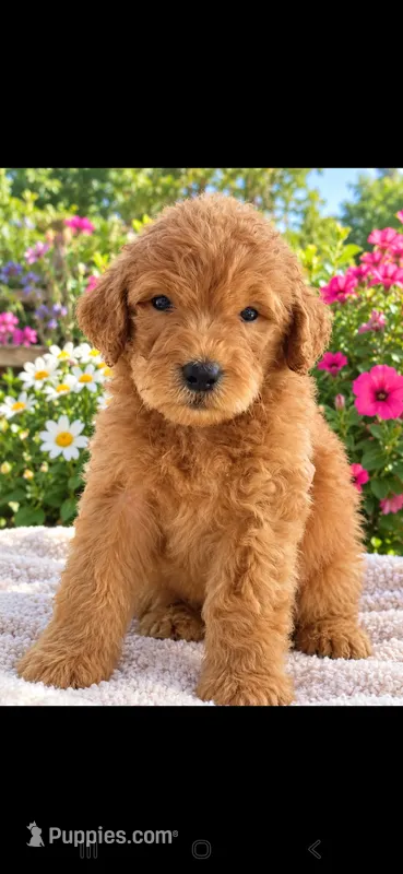 Chloe- F1b – Goldendoodle puppy for sale in Sanderson, FL