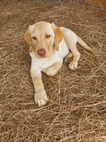AKC Hunter, a male Labrador Retriever for sale in Sanderson, FL – 2 of 6