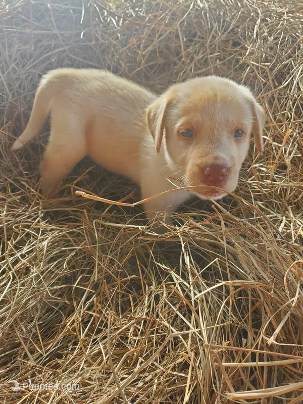 Casper – Great Pyrenees, Labrador Retriever puppy for sale in Sanderson, FL