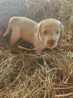 Casper, a male Great Pyrenees and Labrador Retriever for sale in Sanderson, FL – 1 of 4