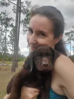 Bear, a male Labrador Retriever for sale in Sanderson, FL – 2 of 3
