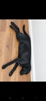 Nova, a female Labrador Retriever for sale in Sanderson, FL – 4 of 6