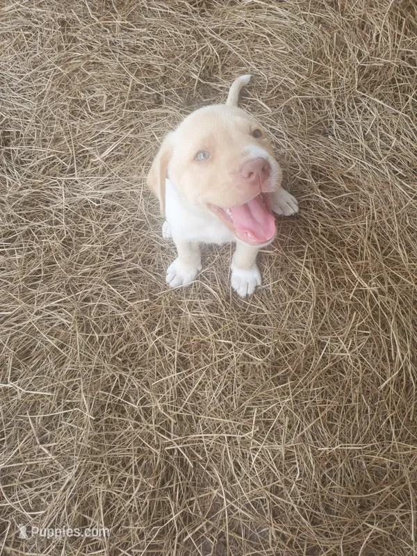 Milo  – Great Pyrenees, Labrador Retriever puppy for sale in Sanderson, FL
