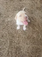 Casper, a male Labrador Retriever for sale in Sanderson, FL – 5 of 6