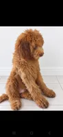 Finn, a male Goldendoodle for sale in Sanderson, FL – 2 of 4