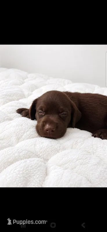 Snickers – Labrador Retriever puppy on hold in Sanderson, FL