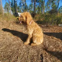 Meadow , a female Goldendoodle for sale in Sanderson, FL – Photo 4 of 7