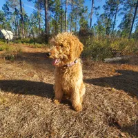 Meadow- Cream Goldendoodle, a female Goldendoodle for sale in Sanderson, FL – Photo 7 of 8