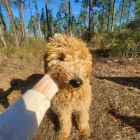 Meadow- Cream Goldendoodle, a female Goldendoodle for sale in Sanderson, FL – Photo 5 of 8