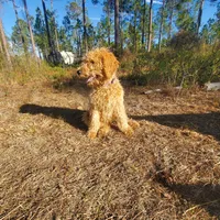 Meadow- Cream Goldendoodle, a female Goldendoodle for sale in Sanderson, FL – Photo 8 of 8