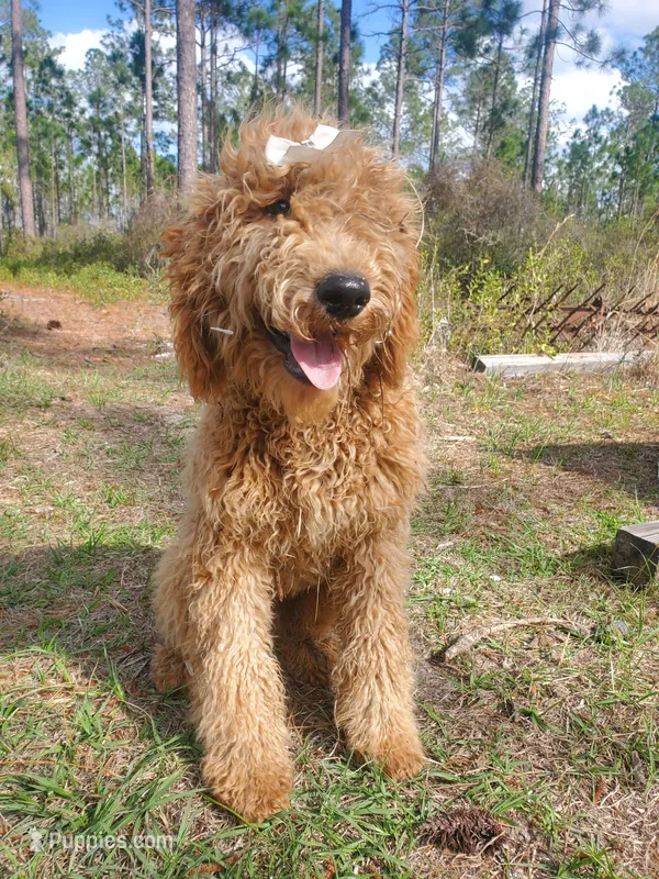 Meadow-F1b Goldendoodle  – Goldendoodle puppy for sale in Sanderson, FL