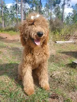 Meadow-F1b Goldendoodle , a female Goldendoodle for sale in Sanderson, FL – Photo 3 of 7