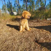 Meadow- Cream Goldendoodle, a female Goldendoodle for sale in Sanderson, FL – Photo 3 of 8