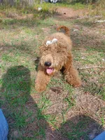 Meadow-F1b Goldendoodle , a female Goldendoodle for sale in Sanderson, FL – Photo 2 of 7