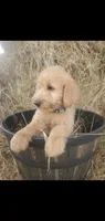 Bella, a female Goldendoodle for sale in Sanderson, FL – Photo 2 of 2