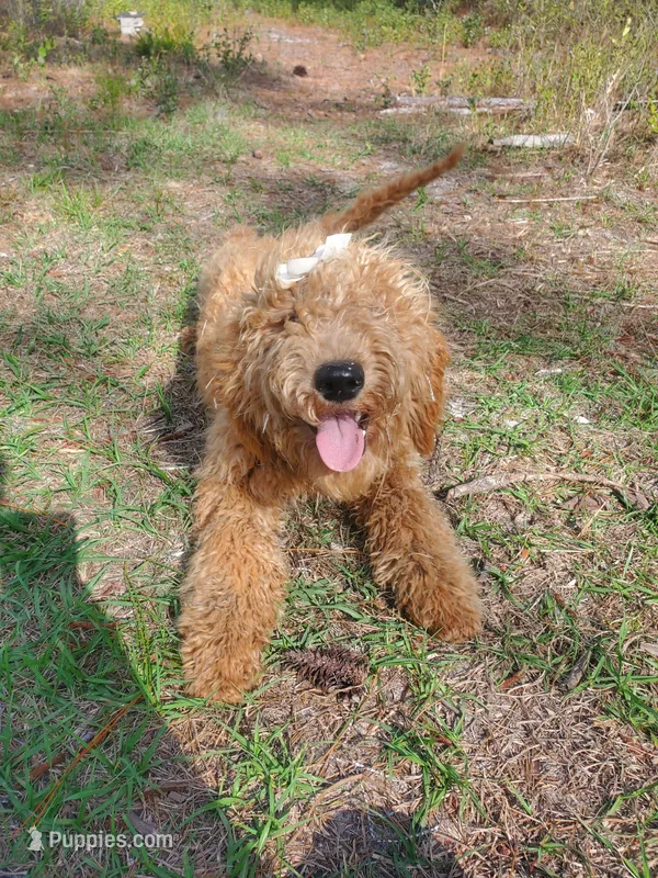 Meadow-F1b Goldendoodle  – Goldendoodle puppy for sale in Sanderson, FL