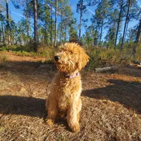 Meadow- Cream Goldendoodle, a female Goldendoodle for sale in Sanderson, FL – Photo 1 of 8