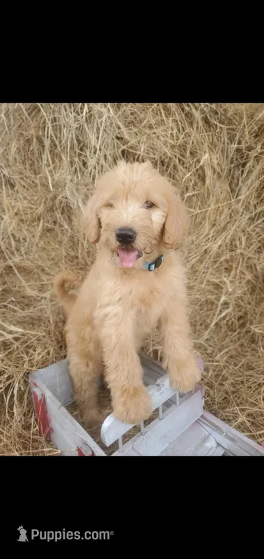 Bella, a female Goldendoodle for sale in Sanderson, FL – Photo 1 of 2