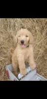 Bella, a female Goldendoodle for sale in Sanderson, FL – Photo 1 of 2