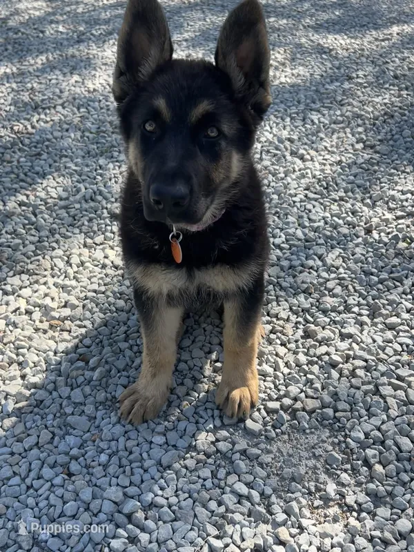 Goes my Kira ( but you can change it) – German Shepherd Dog puppy for sale in Royal Center, IN