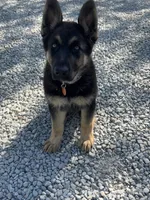 Goes my Kira ( but you can change it), a female German Shepherd Dog for sale in Royal Center, IN – 1 of 2
