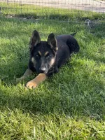 Goes my Kira ( but you can change it), a female German Shepherd Dog for sale in Royal Center, IN – 2 of 2
