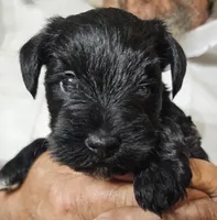 Little boy blue, a male Miniature Schnauzer for sale in Bedford, VA – 3 of 8