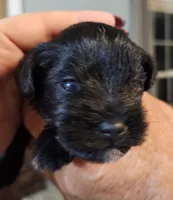 Little Carrot, a male Miniature Schnauzer for sale in Bedford, VA – 2 of 5