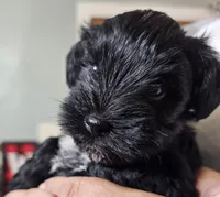 Little Carrot, a male Miniature Schnauzer for sale in Bedford, VA – 3 of 5