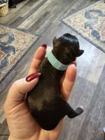 Little boy blue, a male Miniature Schnauzer for sale in Bedford, VA – 2 of 8