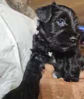 Little Pinky girl, a female Miniature Schnauzer for sale in Bedford, VA – 2 of 7